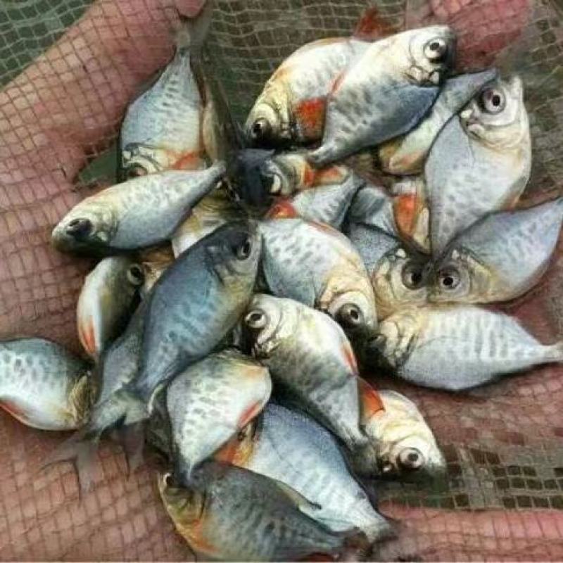 红鲳鱼苗白鲳鱼苗鲳鱼淡水白鲳鱼苗活体淡水鱼苗批发肉食性