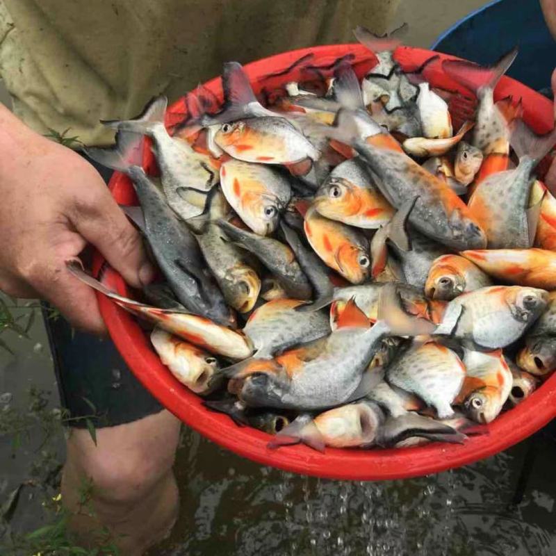 红鲳鱼苗白鲳鱼苗鲳鱼淡水白鲳鱼苗活体淡水鱼苗批发肉食性