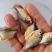红鲳鱼苗白鲳鱼苗鲳鱼淡水白鲳鱼苗活体淡水鱼苗批发肉食性