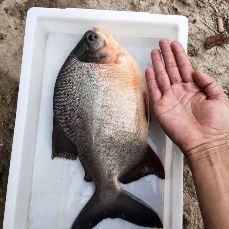 红鲳鱼苗白鲳鱼苗鲳鱼淡水白鲳鱼苗活体淡水鱼苗批发肉食性