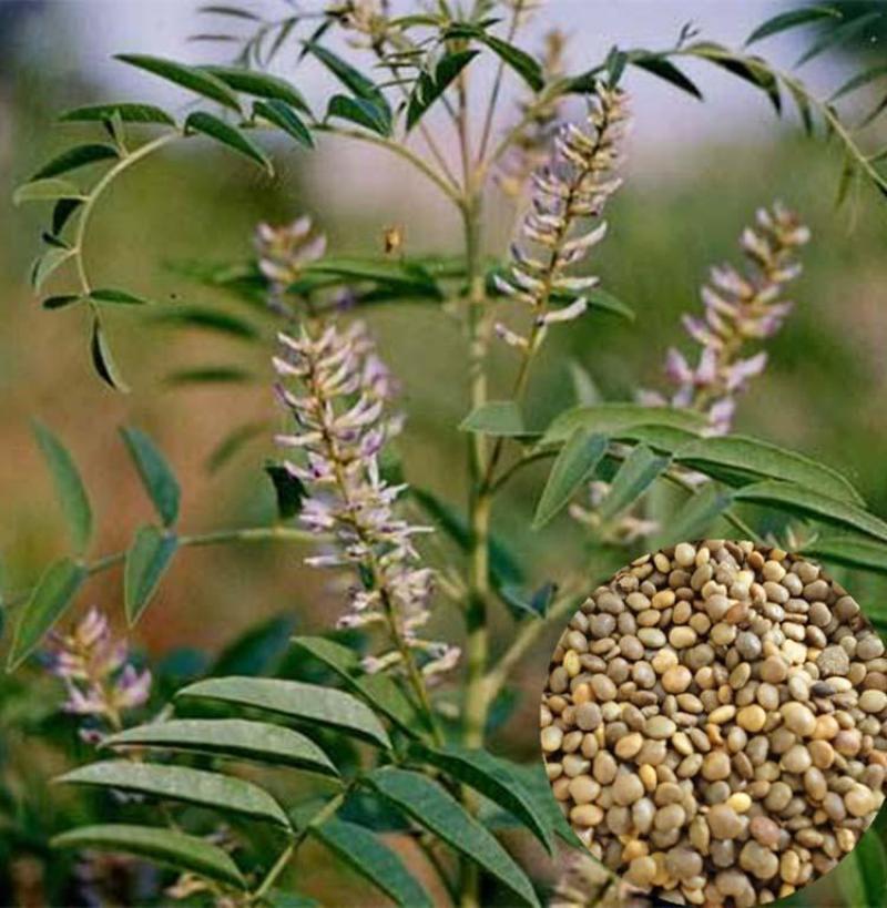 甘草种子正宗宁夏红皮甘草籽新货高发芽率甘肃陇西发货中药材