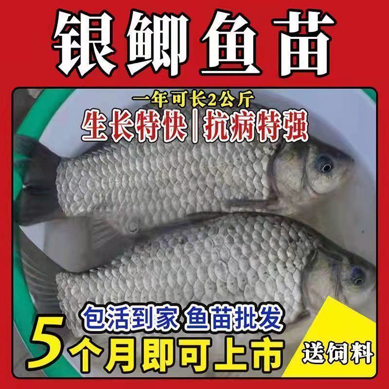 优质中科五号鲫鱼苗高背鲫鱼苗大板鲫鱼苗工程鲫鱼苗