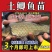 优质中科五号鲫鱼苗高背鲫鱼苗大板鲫鱼苗工程鲫鱼苗