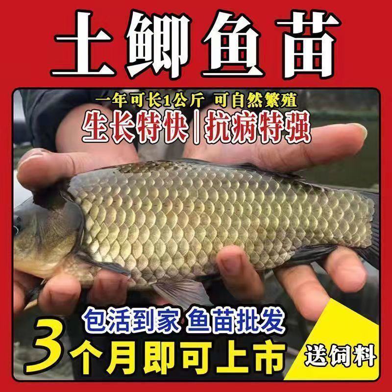 优质中科五号鲫鱼苗高背鲫鱼苗大板鲫鱼苗工程鲫鱼苗