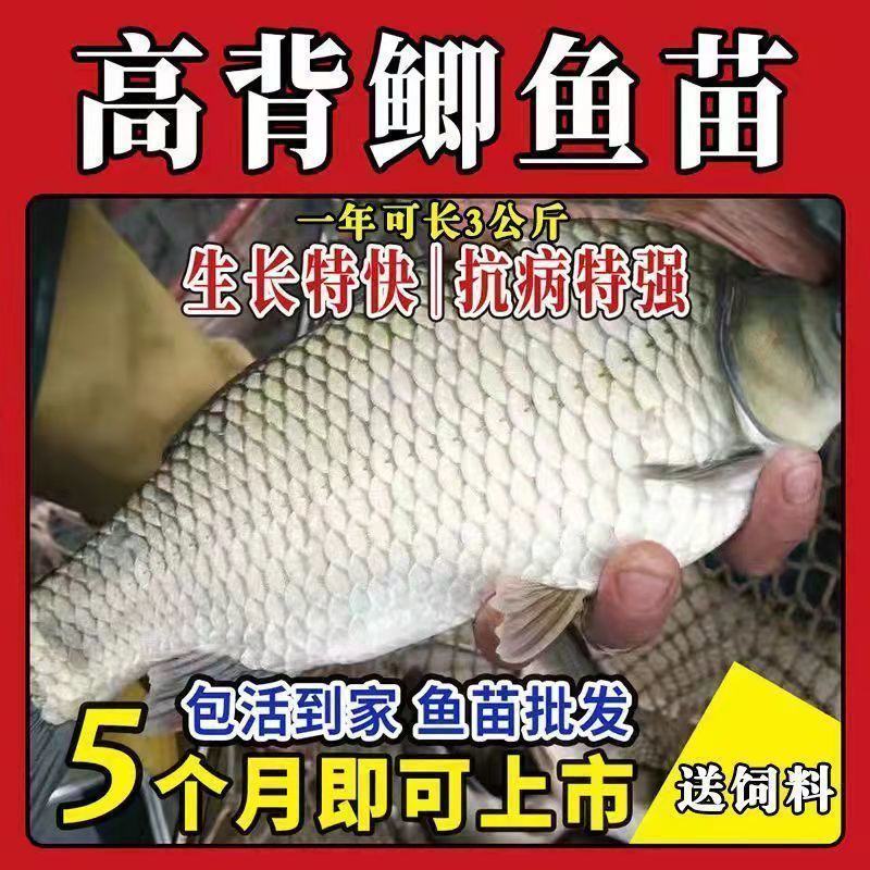 优质中科五号鲫鱼苗高背鲫鱼苗大板鲫鱼苗工程鲫鱼苗