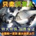 优质中科五号鲫鱼苗高背鲫鱼苗大板鲫鱼苗工程鲫鱼苗