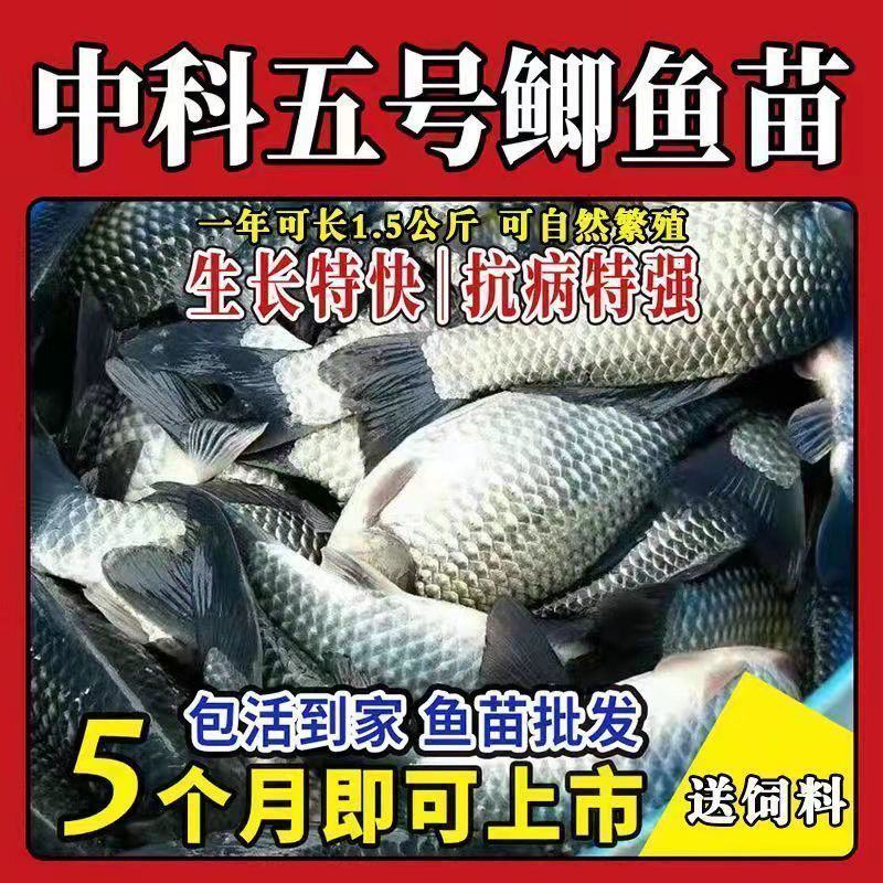 优质中科五号鲫鱼苗高背鲫鱼苗大板鲫鱼苗工程鲫鱼苗