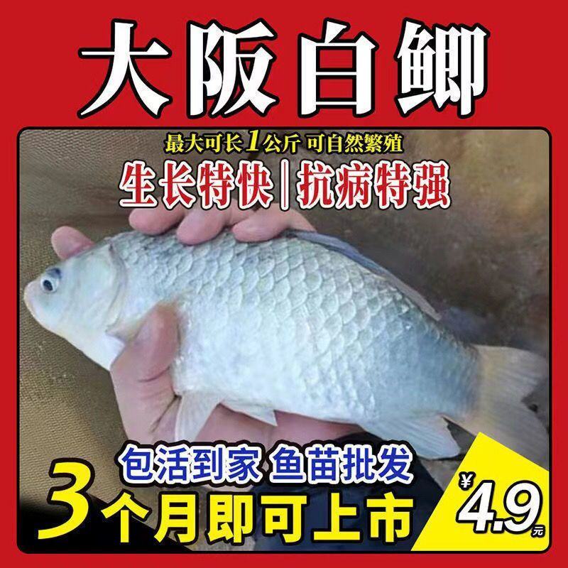 优质中科五号鲫鱼苗高背鲫鱼苗大板鲫鱼苗工程鲫鱼苗