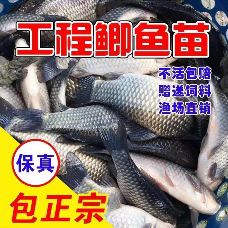 优质中科五号鲫鱼苗高背鲫鱼苗大板鲫鱼苗工程鲫鱼苗