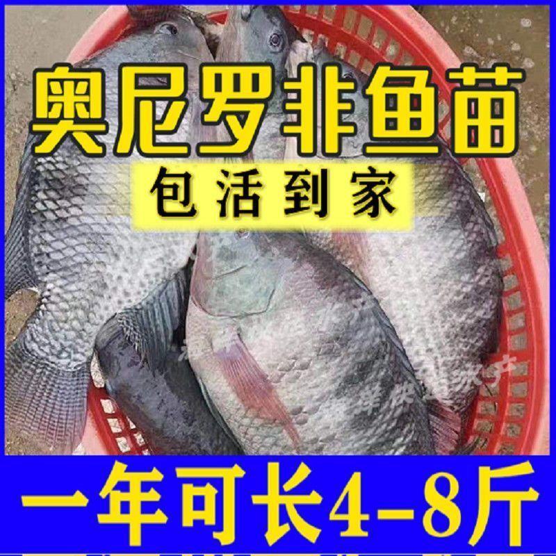 大品种脆肉罗非鱼苗单性特大种非洲鲫鱼福寿鱼淡水养殖草鱼包