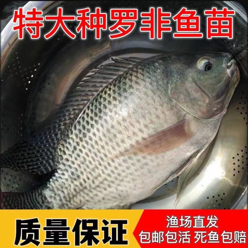 大品种脆肉罗非鱼苗单性特大种非洲鲫鱼福寿鱼淡水养殖草鱼包