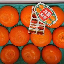 丽红柑橘苗，早熟新品种，皮薄化渣，丽红柑桔苗