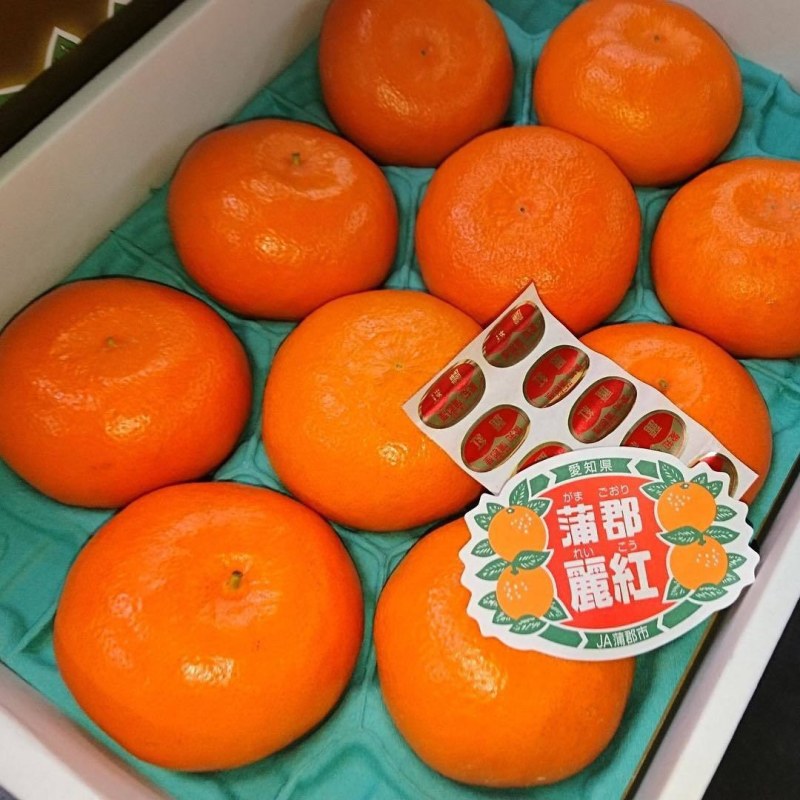 丽红柑橘苗，早熟新品种，皮薄化渣，丽红柑桔苗