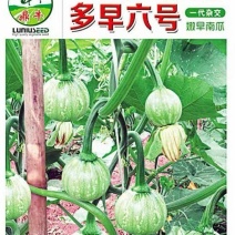 小南瓜种子多早六号早熟白花皮产量高抗病果靓质优