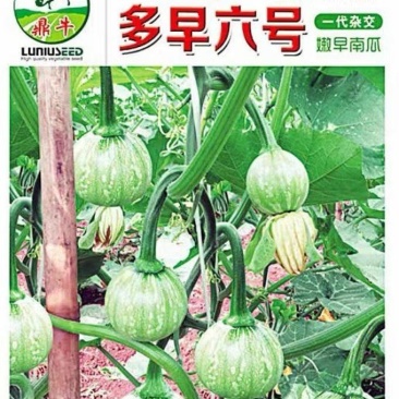 小南瓜种子多早六号早熟白花皮产量高抗病果靓质优
