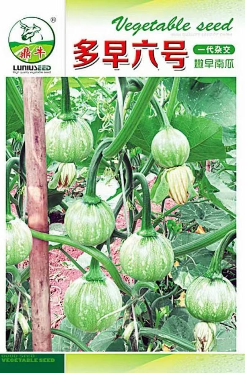 小南瓜种子多早六号早熟白花皮产量高抗病果靓质优