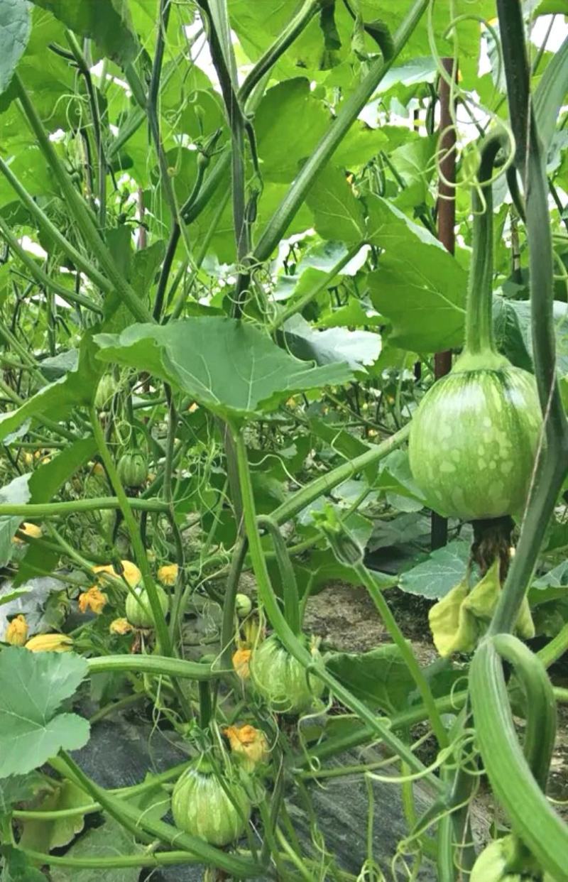 小南瓜种子多早六号早熟白花皮产量高抗病果靓质优