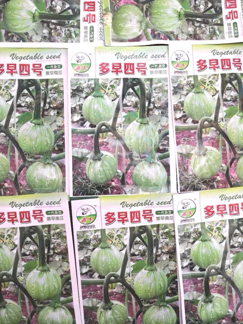 小南瓜种子多早四号漂亮的白花皮开花早抗病高产