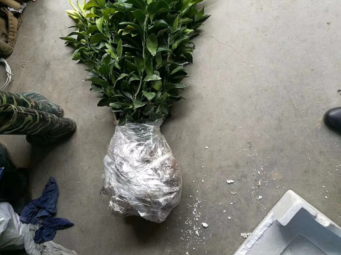 展示不同类型的柑桔纸袋,包括单层和双层纸袋,标注材质与规格 柑桔纸袋实物图