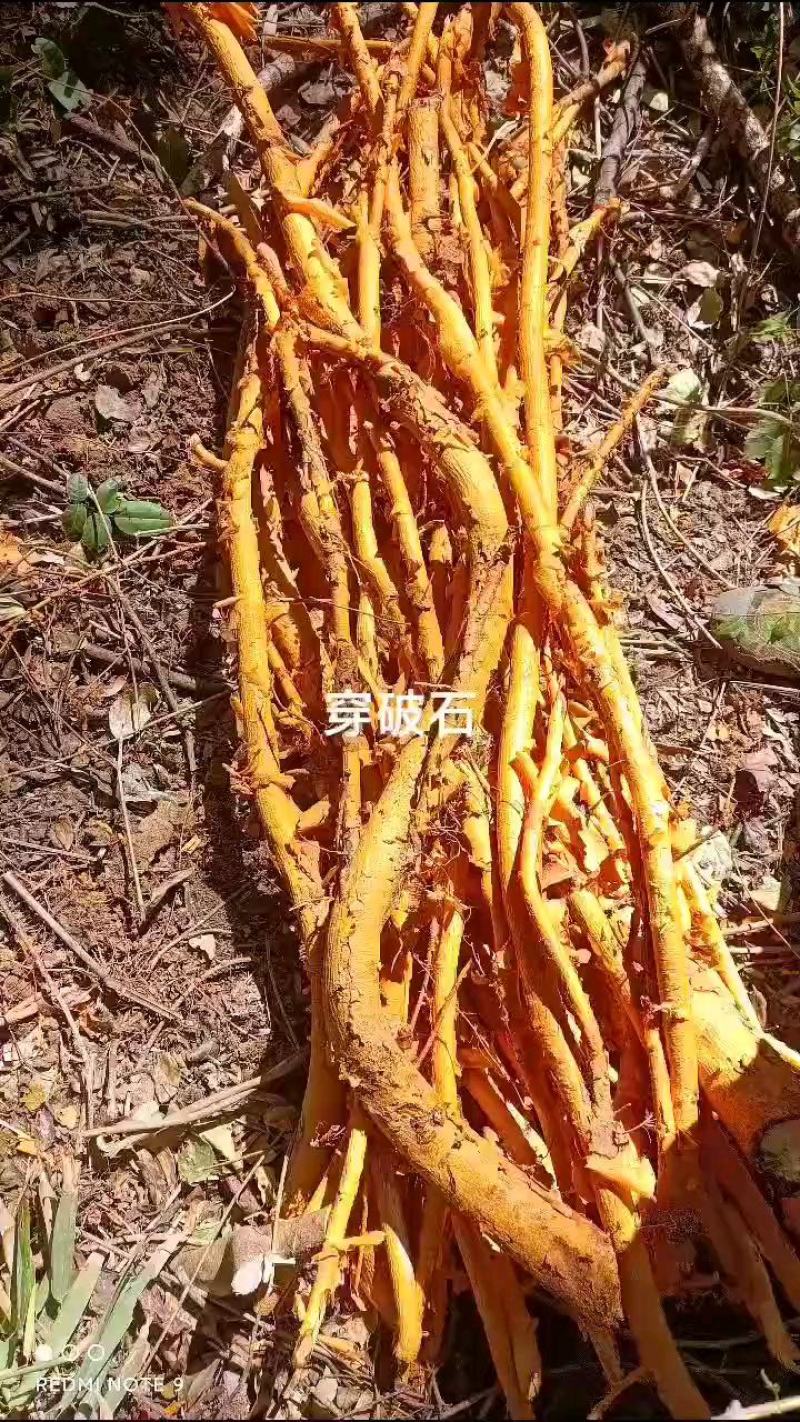 穿破石苗，江西深山野生货，需要预定现挖，，，，