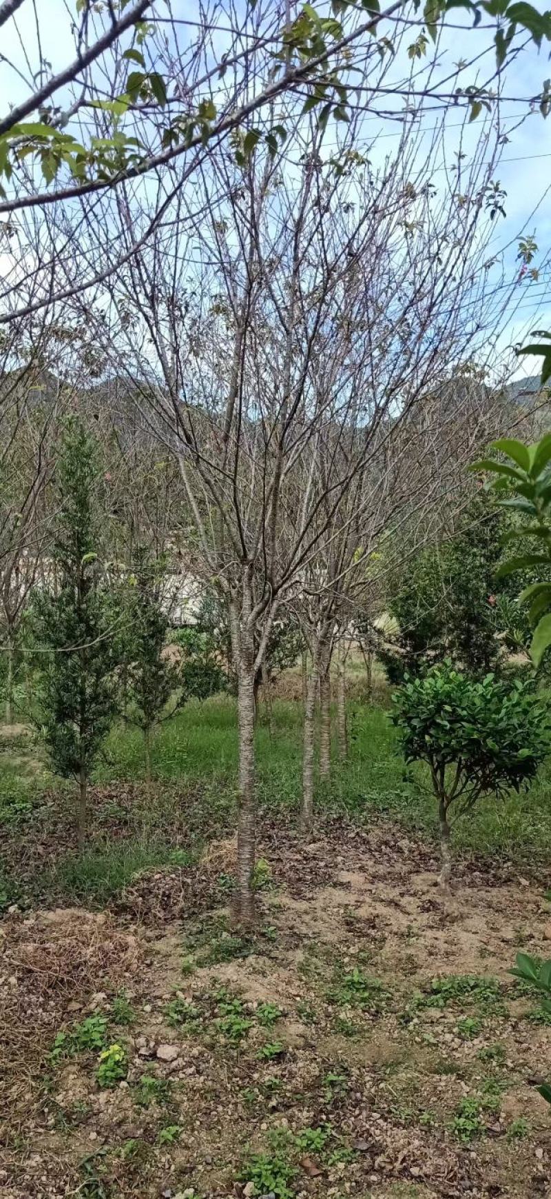 中国阿里山樱花产地直销