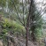 中国阿里山樱花产地直销