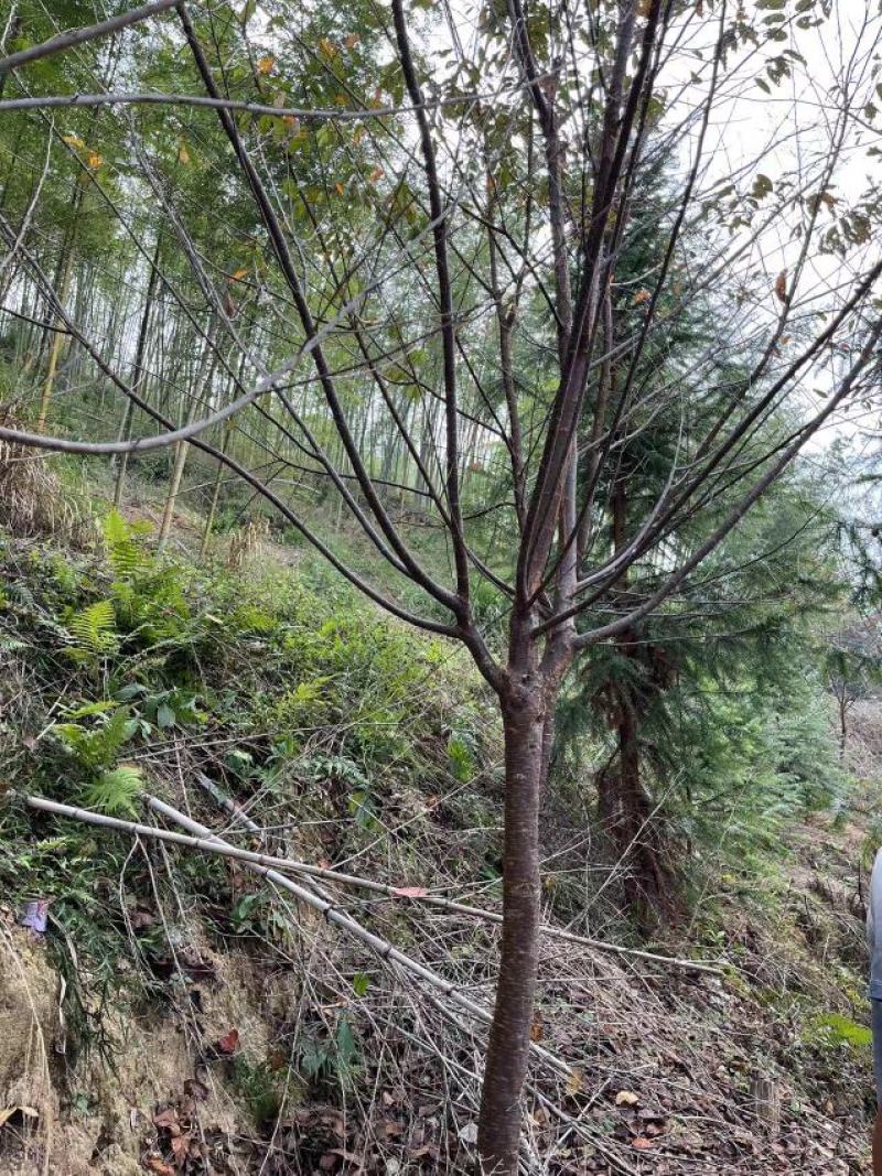 中国阿里山樱花产地直销