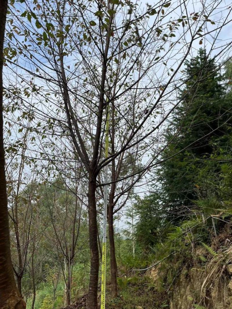 中国阿里山樱花产地直销