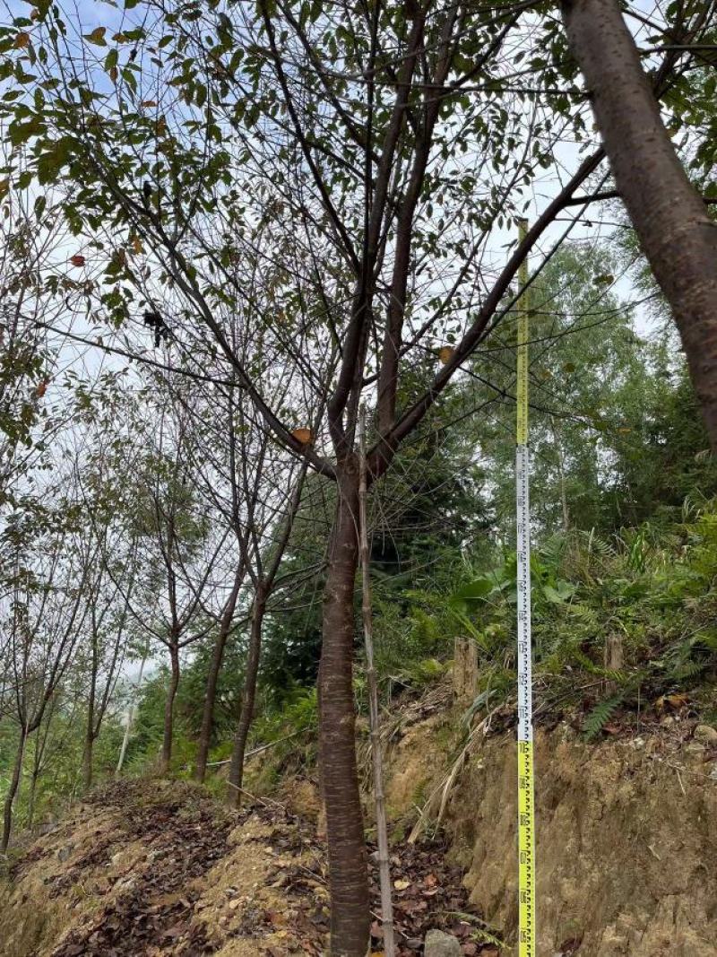中国阿里山樱花产地直销