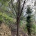 中国阿里山樱花产地直销