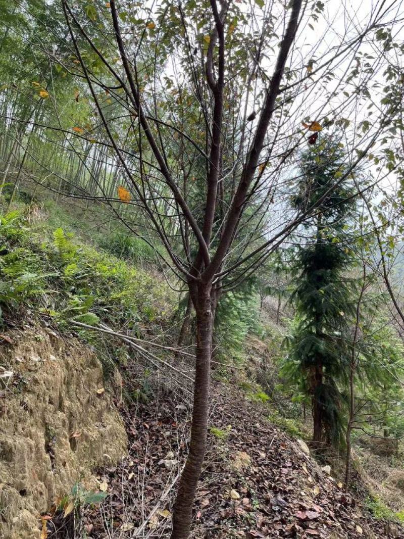 中国阿里山樱花产地直销
