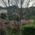 中国阿里山樱花产地直销