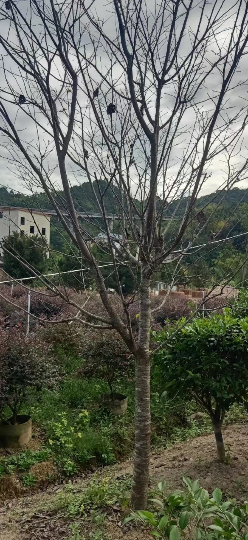 中国阿里山樱花产地直销