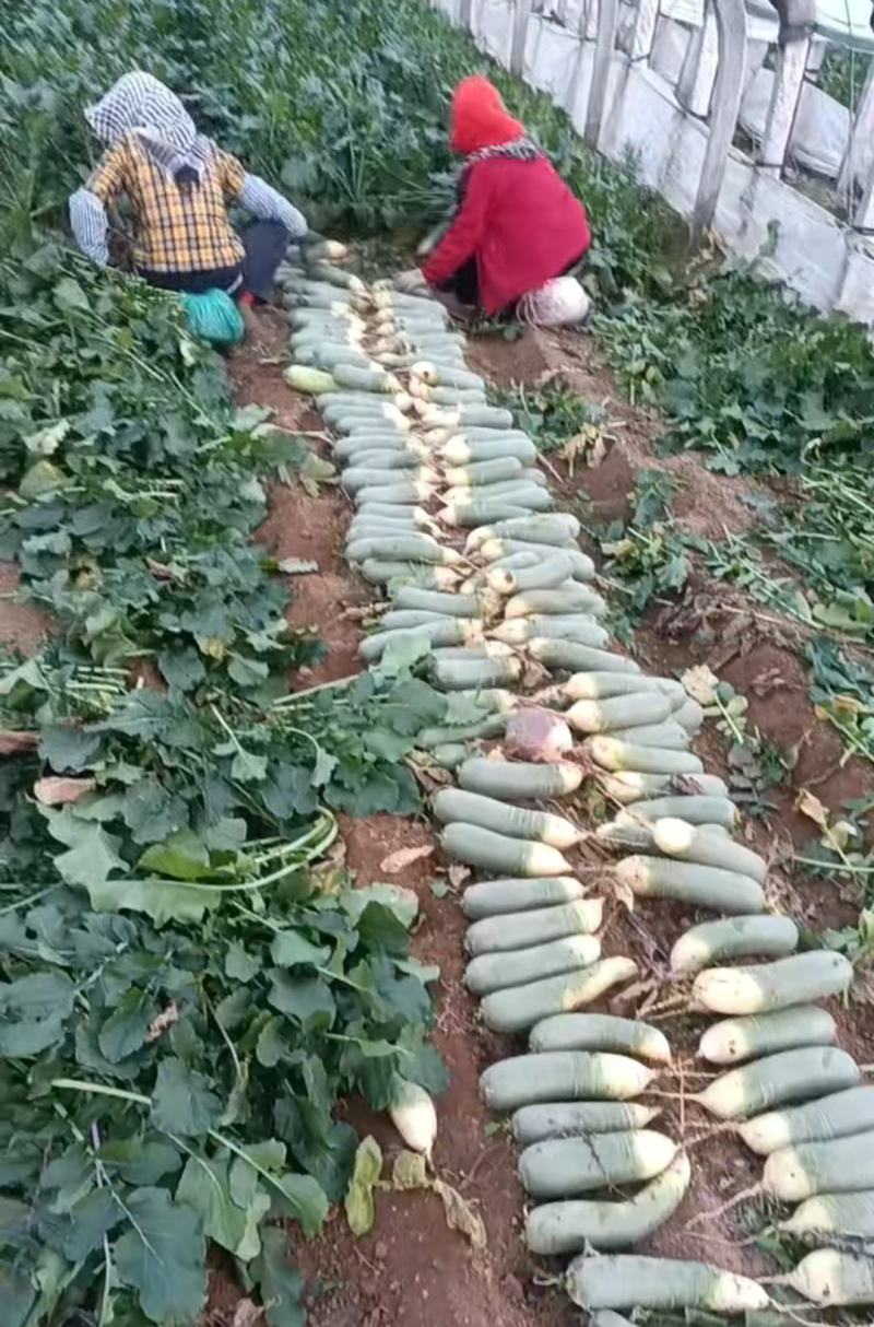 大棚罗卜上市中，口感甜，量大，冷库罗卜出库中，