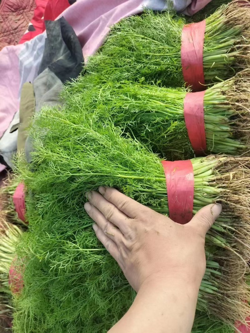 茴香苗大棚种植，产地直供割，拨都行。欢迎来电，面积大