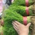 茴香苗大棚种植，产地直供割，拨都行。欢迎来电，面积大