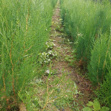 侧柏苗1-3年苗，裸根带营养杯苗绿化用苗