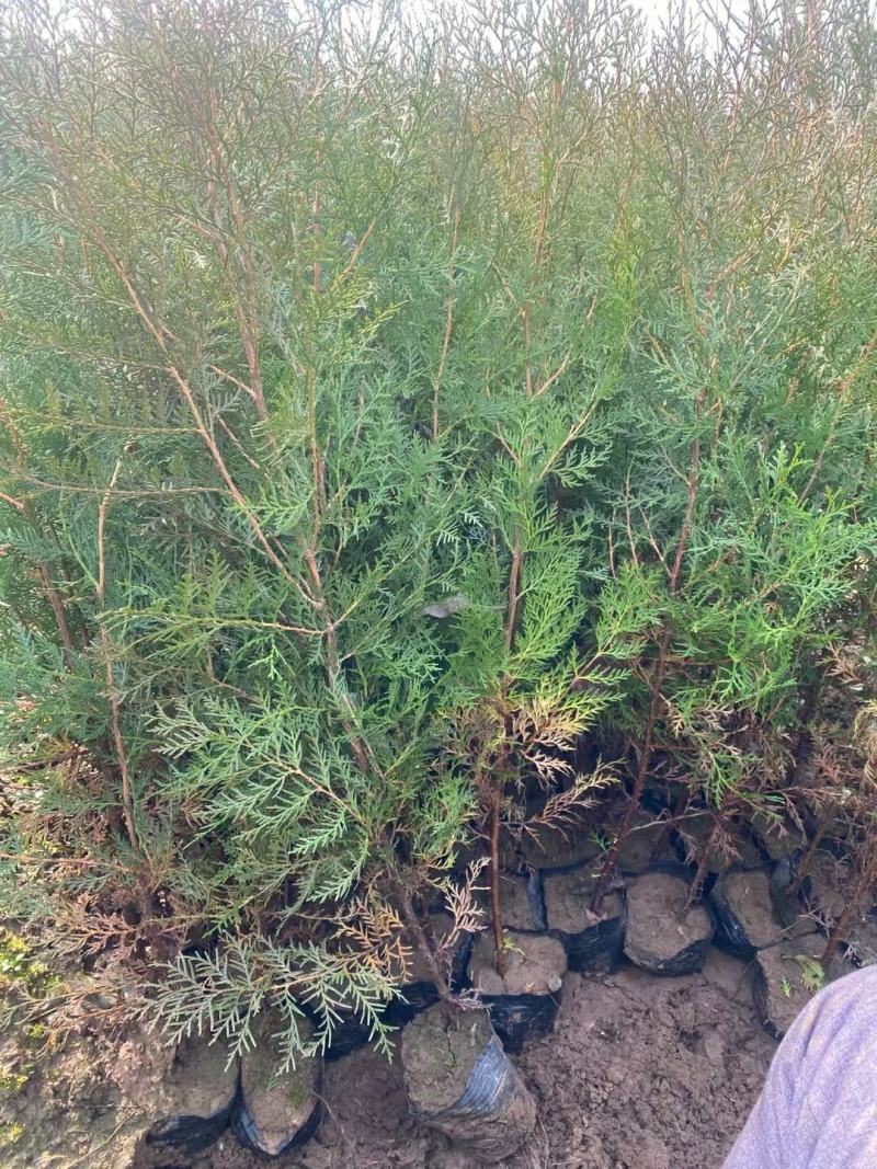 侧柏苗1-3年苗，裸根带营养杯苗绿化用苗