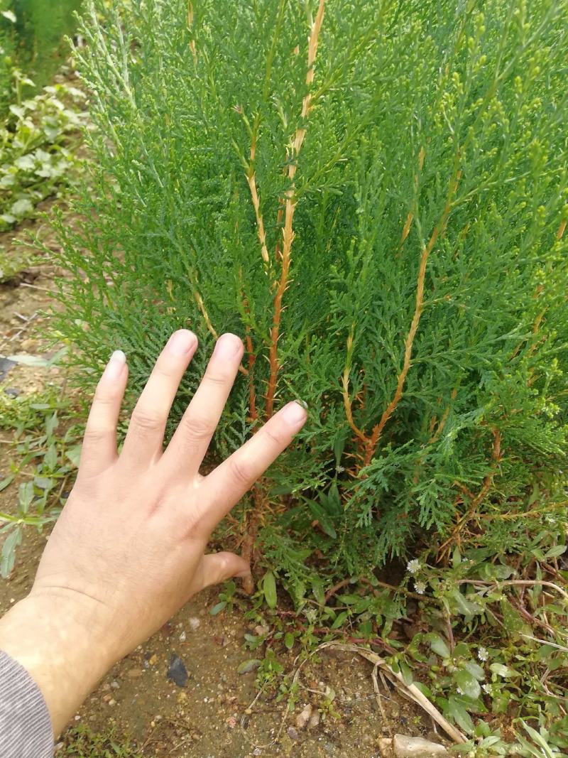 侧柏苗1-3年苗，裸根带营养杯苗绿化用苗