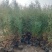 侧柏苗1-3年苗，裸根带营养杯苗绿化用苗