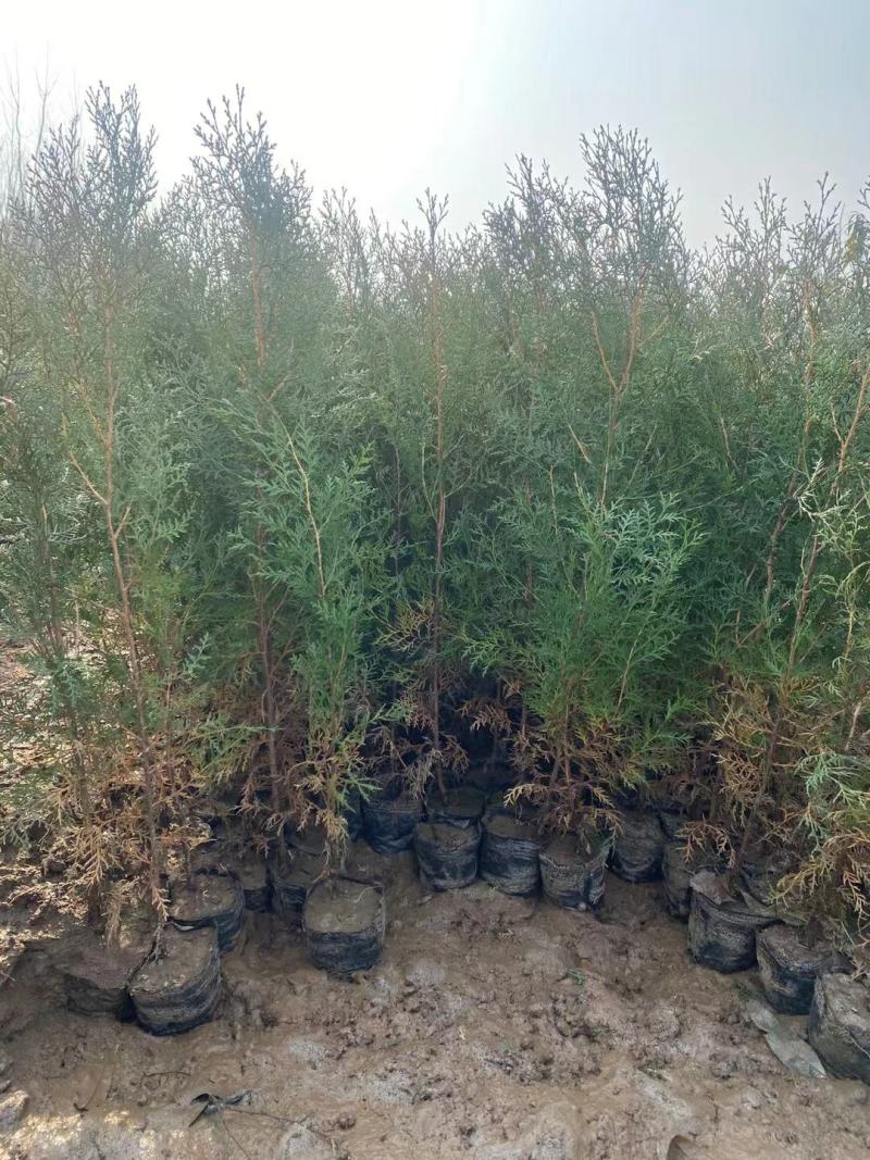 侧柏苗1-3年苗，裸根带营养杯苗绿化用苗