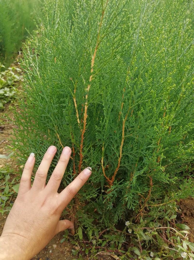 侧柏苗1-3年苗，裸根带营养杯苗绿化用苗
