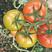 齐达利大红番茄苗基地直供一手货源成活率高欢迎采购
