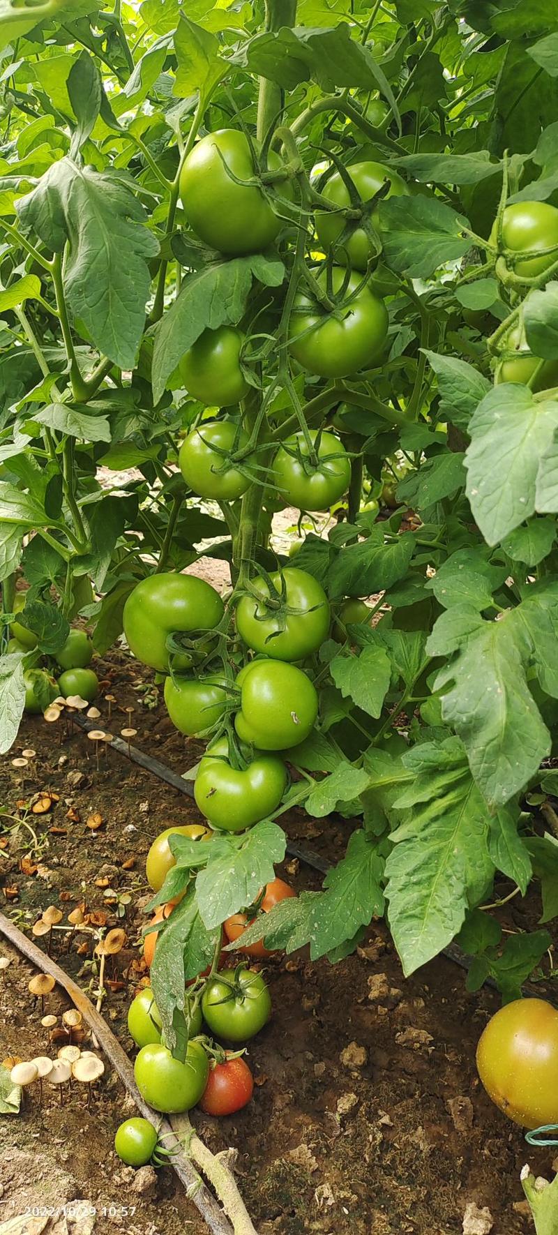 齐达利大红番茄苗基地直供一手货源成活率高欢迎采购