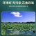 2023年洪湖野藕块