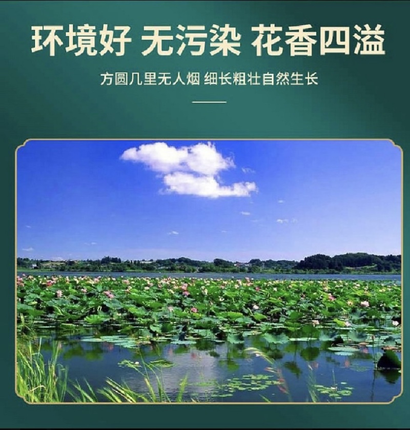 2023年洪湖野藕块