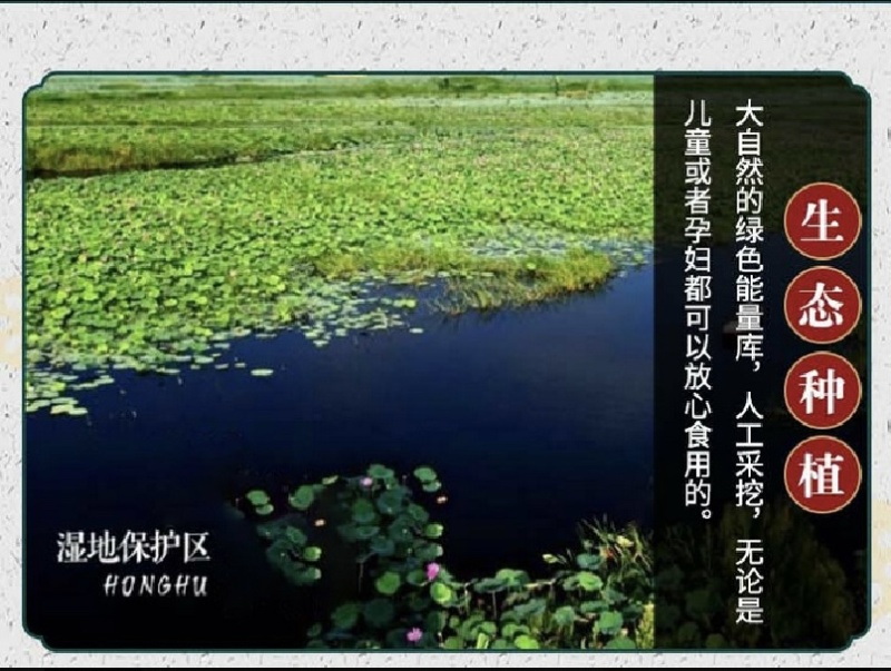 2023年洪湖野藕块