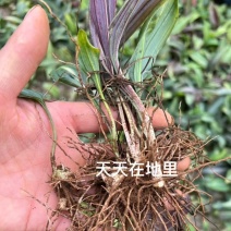 滇黄精中红花宽叶