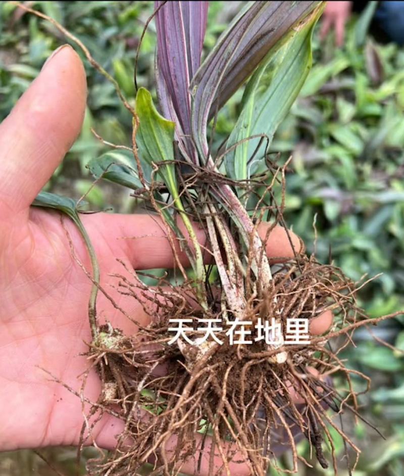 滇黄精中红花宽叶