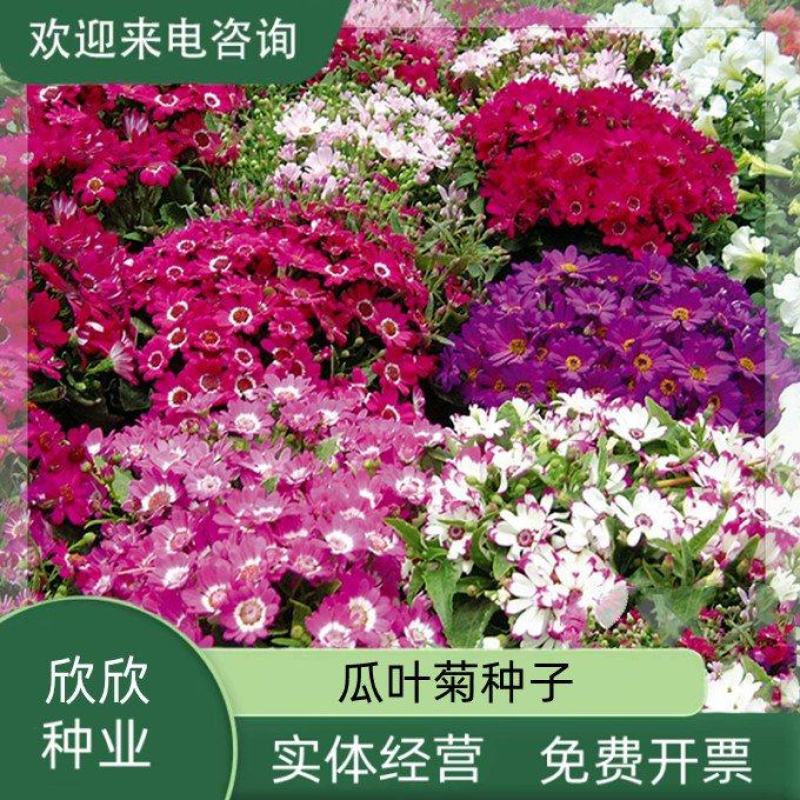 常用花卉瓜叶菊种子办公室内阳台盆栽庭院花卉混色